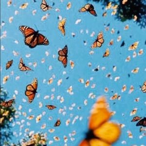 Meet your Posher, Alaina